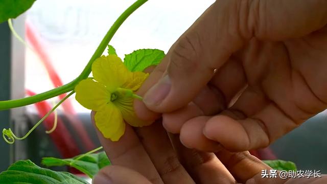 教你在阳台上种植香瓜，方法简单灵活，几个水桶就能种出果实