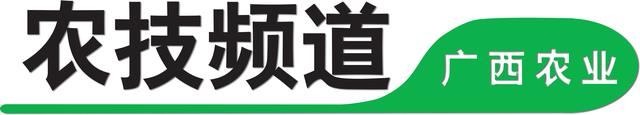 沙糖桔如何在坡地种植？一起来了解一下