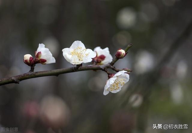 清新早梅古诗七首：孟冬天地闭，萼绿数花开