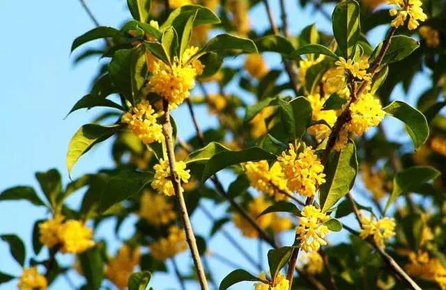 桂花：桂花树种植技术！