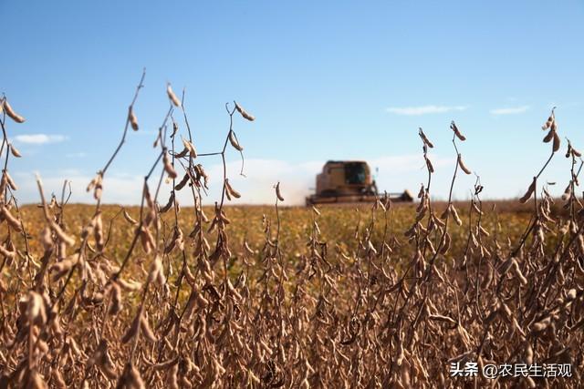 大豆收购价走低，有5个原因起作用，农户：丰产不丰收，不卖