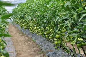 关于蔬菜种植(种植蔬菜学会巧施四肥，长势茂盛，瓜果满架，产量自然高)