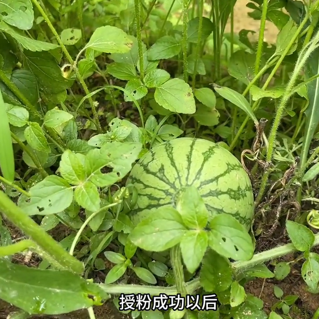 历时三个半月，从种子到成熟，今年最后一个西瓜种植视频来了