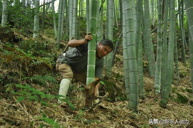 毛竹栽培技术你都知道吗？听老农给你解说，一点都不含糊还很实用