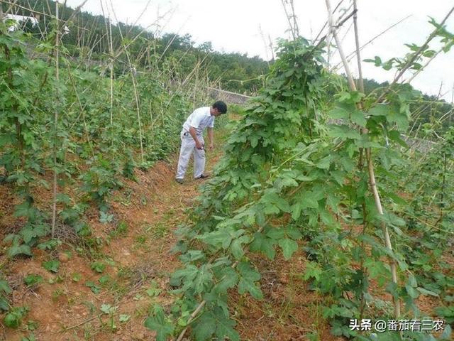 这种食药两用作物，掌握高产技巧，产量媲美红薯，可尝试种植几亩