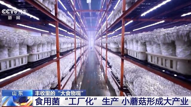 食用菌鼓起农民“钱袋子”，产业发展也有了新“蘑”力