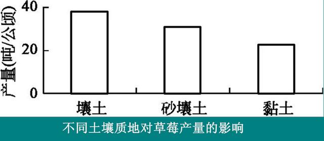 草莓种植技术｜土壤对草莓生长的影响