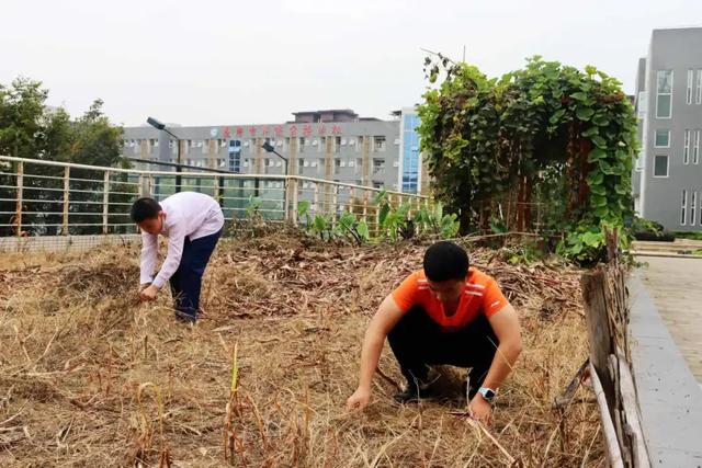 遂宁市洋渡实验学校生态劳动项目式课程：菜花地里的学问