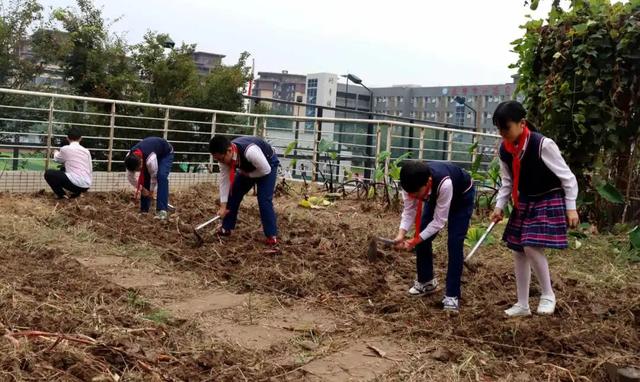 遂宁市洋渡实验学校生态劳动项目式课程：菜花地里的学问