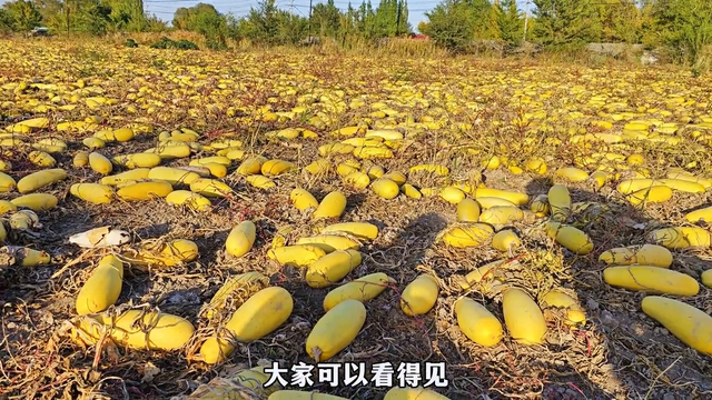 葫芦种植因地制宜，因水制宜