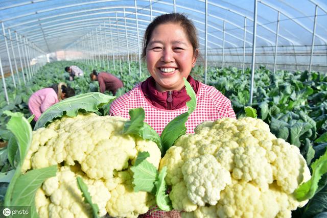 花菜产量高不高？关键看施肥时间，做对的人没几个