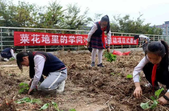 遂宁市洋渡实验学校生态劳动项目式课程：菜花地里的学问