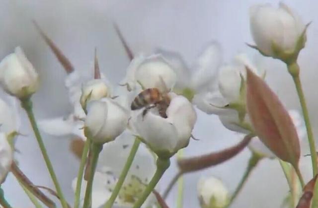 连“斤果超斤肥”等技术都不懂，硬说自己懂种梨，农业专家来教您