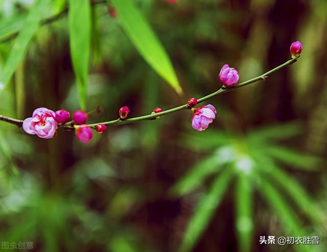 清新早梅古诗七首：孟冬天地闭，萼绿数花开