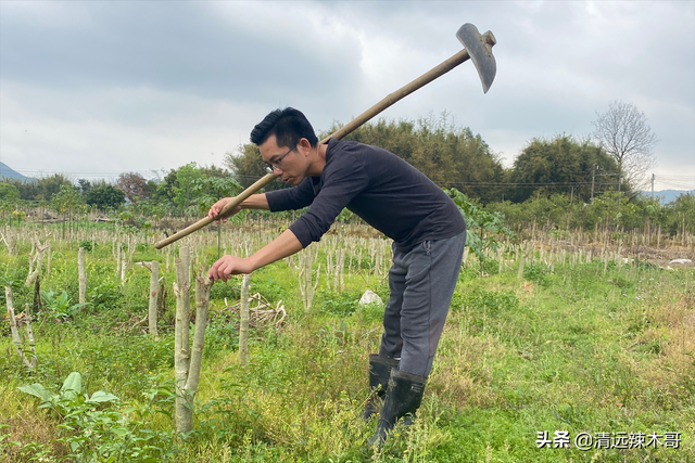 专栏｜辣木种植与市场开发：种植前景与价值