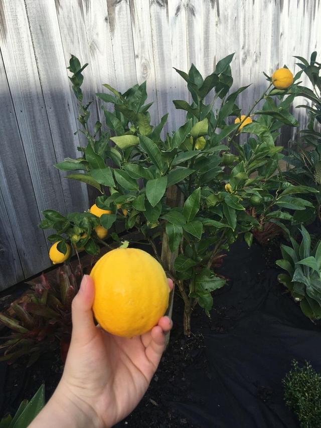 阳台露台种1棵柠檬，3个种植诀窍，花香果实多，一年不用买柠檬