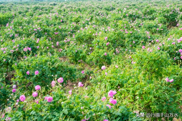 中国玫瑰之乡，济南平阴玫瑰小镇