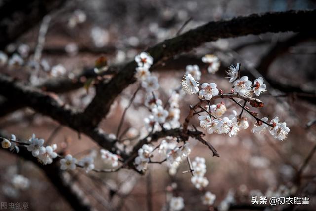 清新早梅古诗七首：孟冬天地闭，萼绿数花开