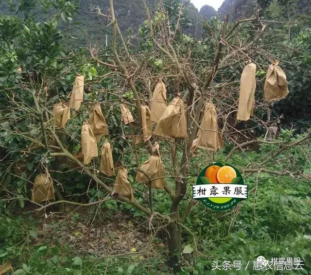 你会环割吗？会叶黄树死？柑橘促花、保花、保果措施总结