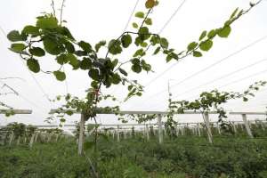 弥猴桃种植基地(打造万亩猕猴桃示范基地 宝鸡扶风午井镇乡村振兴有盼头)