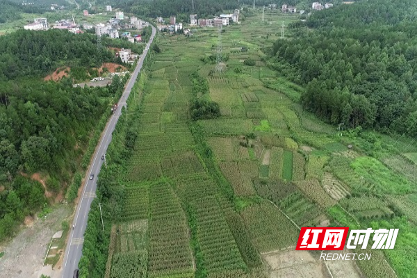 邵阳县大豆玉米带状复合种植测产 实现“一地双丰收”