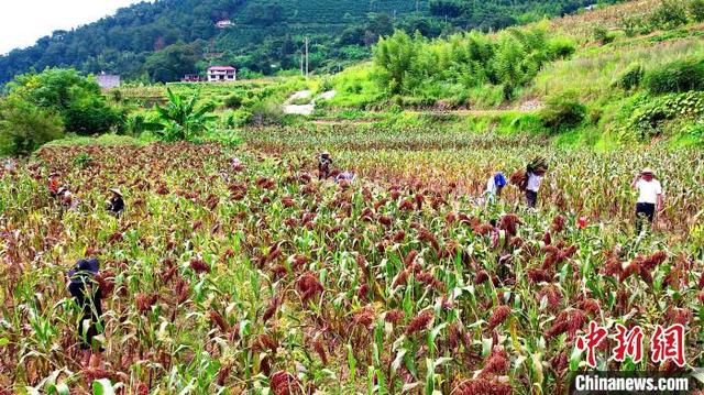 乡约福建：高粱丰收映红致富路