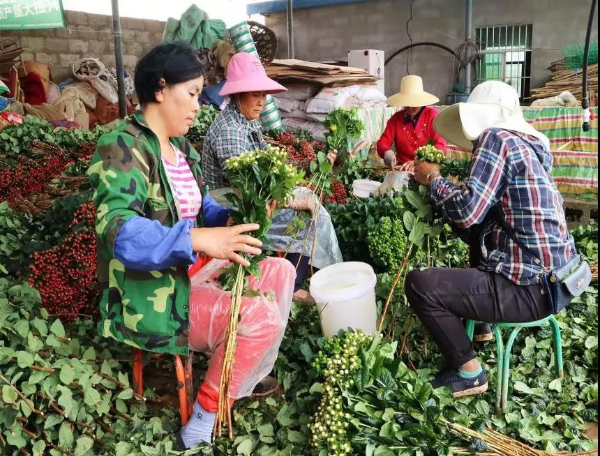 种什么能致富？看看这个村的“花式”脱贫路