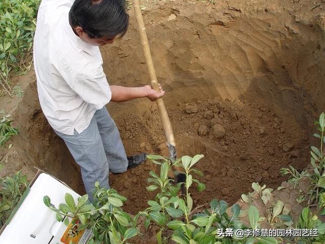 树木栽植穴及土壤处理提升成活技术