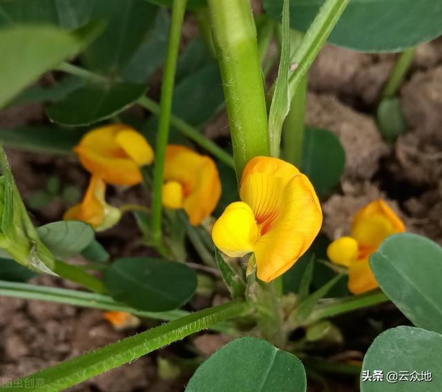 花生栽培技术不难，但要高产不容易，花生高产种植要做好点管理