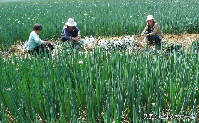 秋季种植大葱，如何栽种管理才能让大葱长势更好、产量更高？