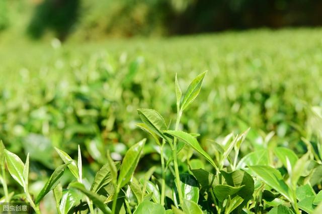 要想科学种植茶树，以下这3点不可忽视，学会种出高产优质茶园！