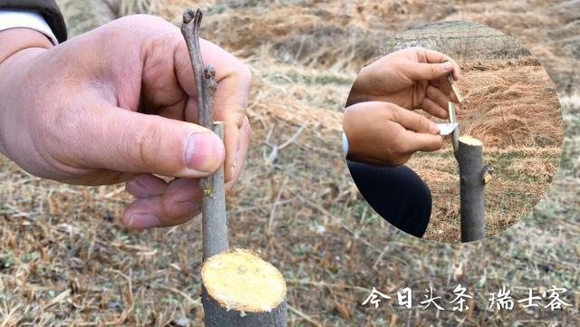 您家有柿树吗？知道如何种植？柿农从嫁接育苗到病虫防治详细讲解