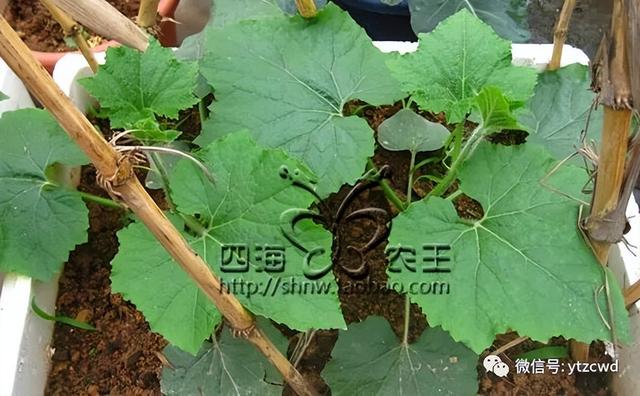 种一颗都吃不完，消热、利水、消肿，冬瓜盆栽种植方法