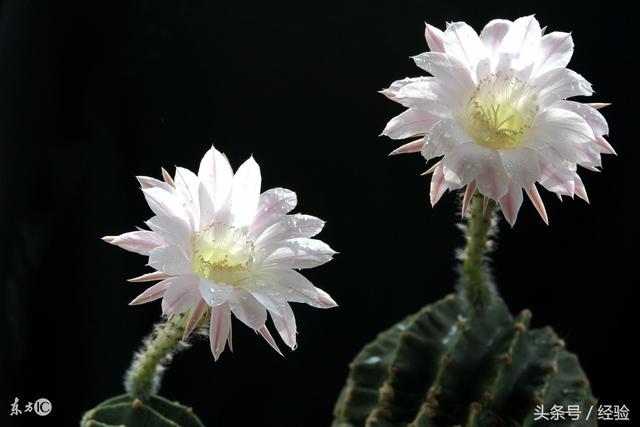 仙人球的花根据品种不同有白色也有淡粉还有深红