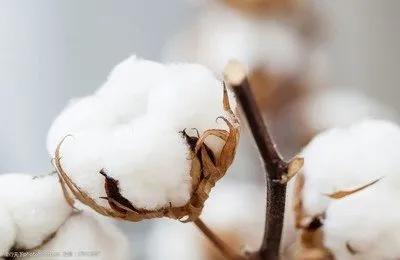 新疆棉花开花后不久转成深红色然后凋谢留下绿色小型蒴果称为棉铃