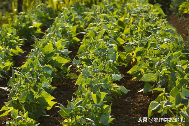 最全面的红小豆高产种植技术（实用）