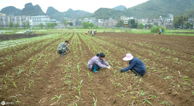 在农村种植白芨、百合有发展吗？该如何选择和种植呢？