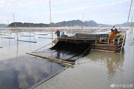 福建宁德霞浦海上紫菜迎来丰收季