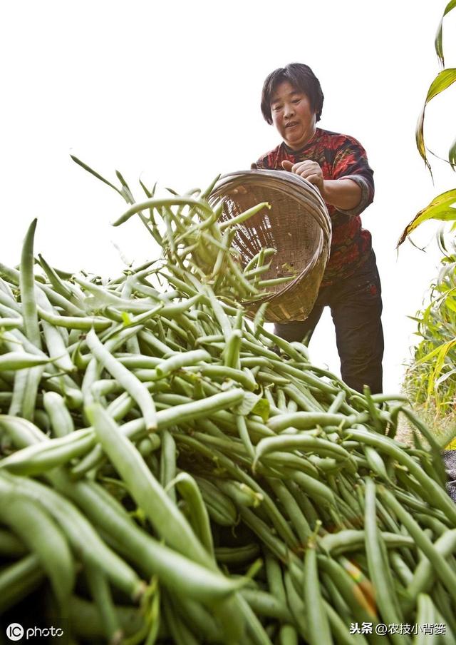 摸透芸豆生长规律，学会芸豆播种管理技巧，提高芸豆产量收益！