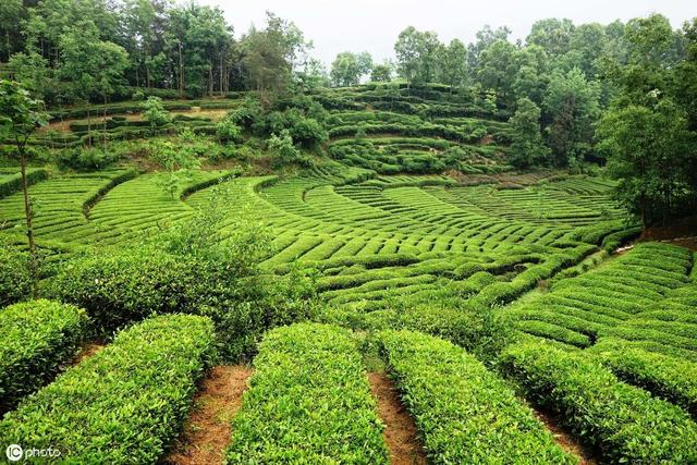 要想科学种植茶树，以下这3点不可忽视，学会种出高产优质茶园！