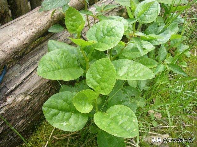 阳台最适合种的就是“木耳菜”，6月种7月吃，一片叶子比拳头还大