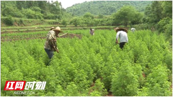 祁阳：青蒿种植助脱贫