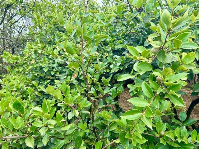 工行册亨支行：“种植e贷·油茶贷”助力油茶果变致富果