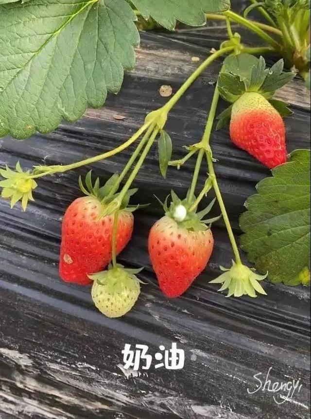 草莓季回归！有甜又有颜，周末走起→