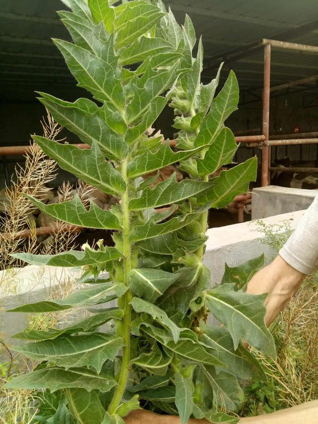 中药植物科普之毒性中药--天仙子