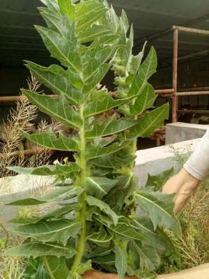 种植苦了牙又叫升麻(中药植物科普之毒性中药--天仙子)