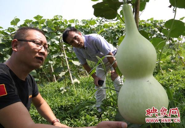 河南宝丰：葫芦种植深加工 打造福禄文化经济