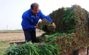 艽菜种植(掌握这几点，韭菜种植绝对优质又高产)