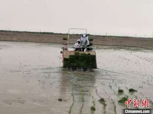 江苏水稻种植面积(海水稻缘何在离海最远的新疆获得高产？)