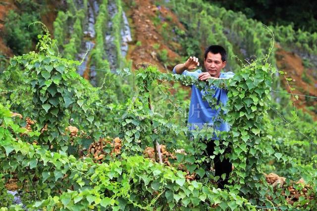 江西安福：中药材种植助农增收